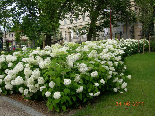 Hortensja drzewiasta (Hydrangea arbor.) Annabelle c3 8