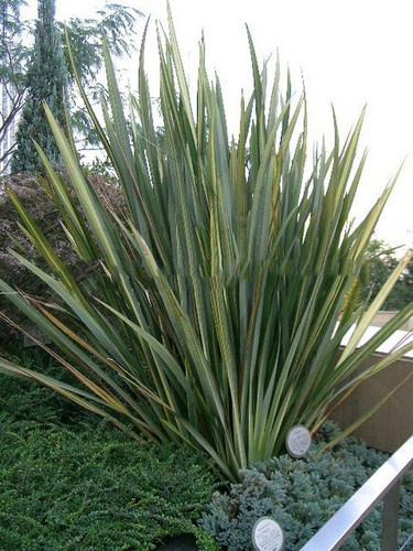 Len nowozelandzki, tęgosz mocny (Phormium tenax) zielonolistny sadzonka 5