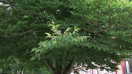 Buk czerwonolistny (Fagus sylvatica) Asplenifolia c4 70-100cm 3