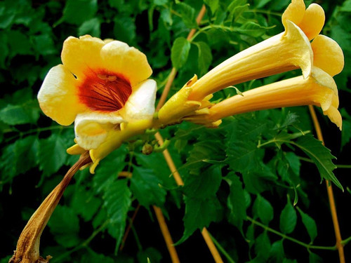 Milin amerykański (Campsis) Judy - roślina pnąca 100-120cm 2