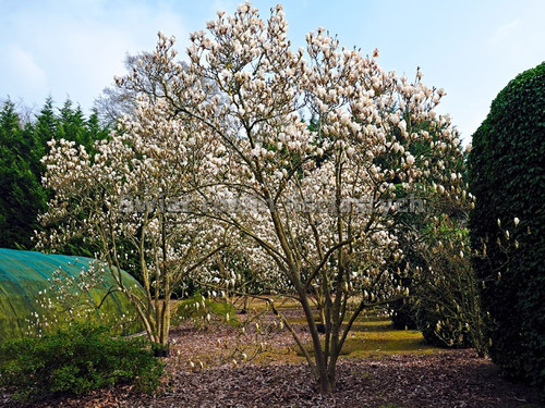 Magnolia pośrednia (Magnolia soulangeana) Alba Superba c12 90-150m 3