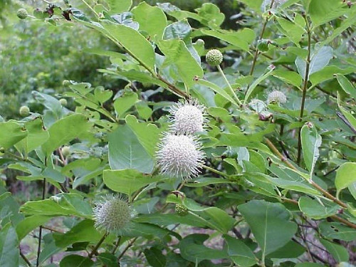 Guzikowiec (Cephalanthus occidentalis) sadzonka 20-30cm 3
