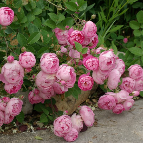 Róża pnąca Raubritter jasnoróżowa c2 90-120cm