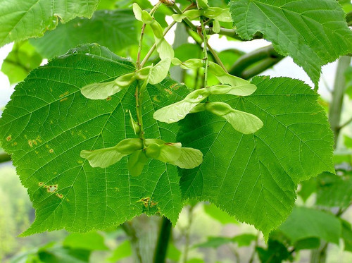 Klon zielonokory (Acer tegmentosum) c3 60-90cm 4