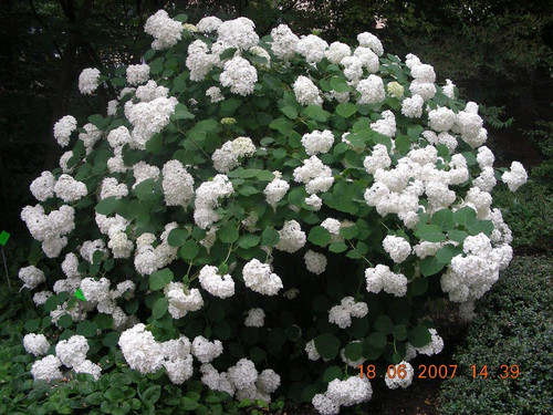 Hortensja drzewiasta (Hydrangea arbor.) Annabelle c3 1