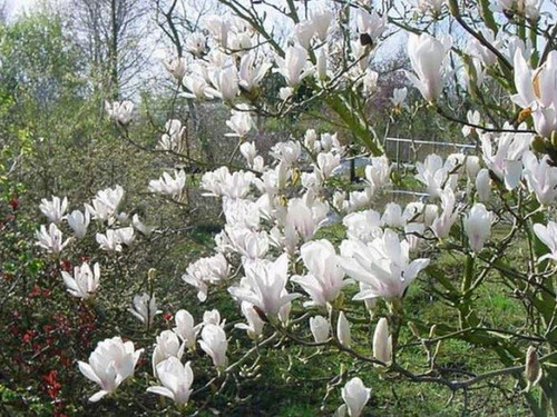 Magnolia pośrednia (Magnolia soulangeana) Superba c3 90-110cm 3