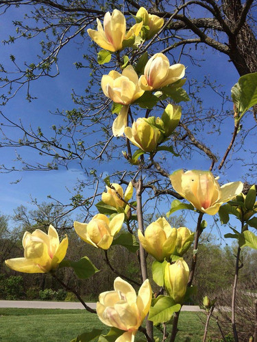 Magnolia Sunsation c5 90-120cm 4