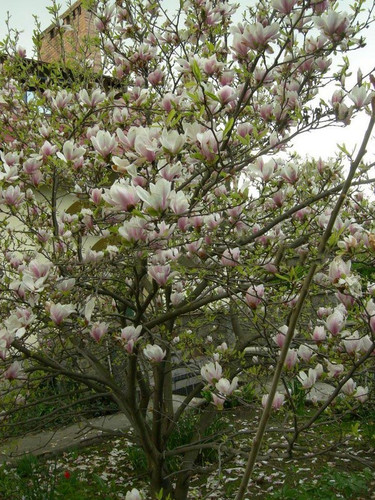 Magnolia pośrednia (Magnolia soulangeana) Alexandrina 130-140 cm poj. 7,5-litr. 5