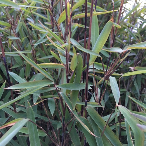Bambus mrozoodporny (Fargesia nitida) Black Pearl Fargezja lśniąca c3 100-120cm 1