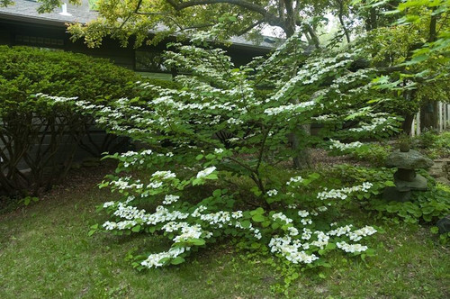 Kalina japońska (Viburnum plicatum) Mariesii c2 60-90cm 4