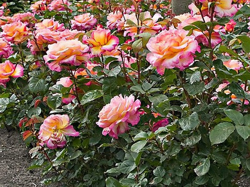 Róża herbaciana wielokwiatowa Gorgeous c4 60-70cm 2