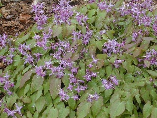 Epimedium wielkokwiatowe (Epimedium grandiflorum) Lilafee sadzonka 1