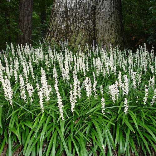 Liriope szafirkowe (Liriope muscari) Monroe White sadzonka