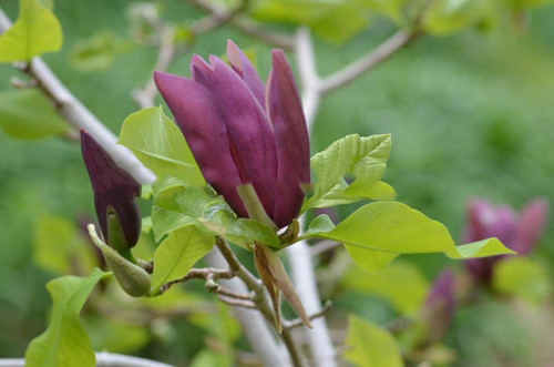 Magnolia denudata Black Beauty c5 60-80cm 2