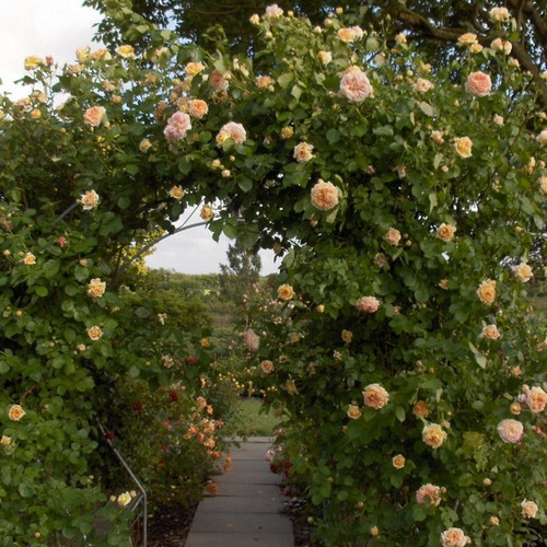 Róża pnąca pachnąca pomarańczowo-różowa Alchymist c2 100-130cm 5