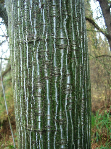 Klon zielonokory (Acer tegmentosum) c3 60-90cm 2