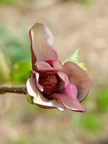 Magnolia denudata Black Beauty c5 60-80cm 3