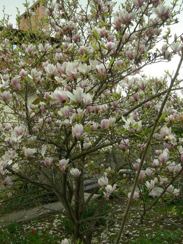Magnolia pośrednia (Magnolia soulangeana) c3 100-120cm  7