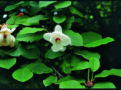 Magnolia Siebolda (Magnolia sieboldii) pachnąca c4 70-100cm 2
