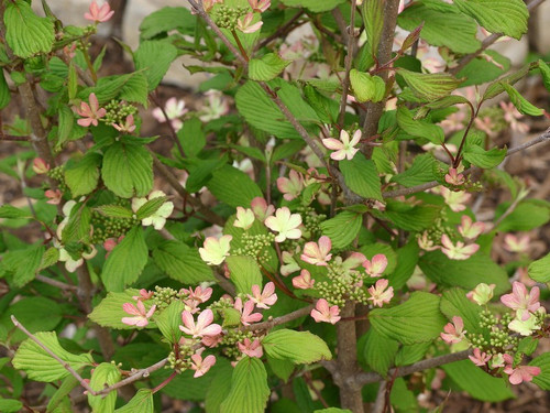 Kalina japońska (Viburnum plicatum) Molly Schroeder c5 35-50cm  1