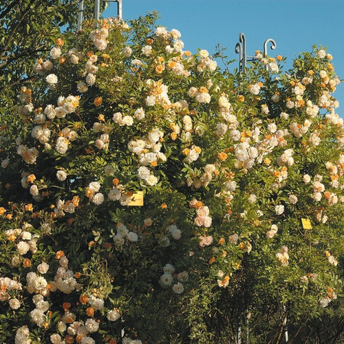 Róża pnąca Ghislaine de Feligonde żółta c2 100-120cm 4