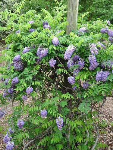 Glicynia amerykańska (Wisteria frutescens) Longwood Purple c2 60-70cm 1