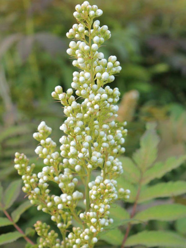 Tawlina jarzębolistna (Sorbaria sorbifolia) Sem c2 60-80cm 5