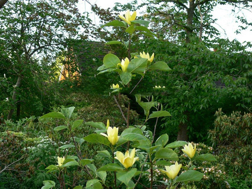 Magnolia Daphne rewelacyjna c5 100-120cm 2