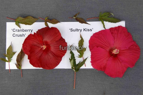 Hibiskus bylinowy (Hibiscus moscheutos) Sultry Kiss c1 6