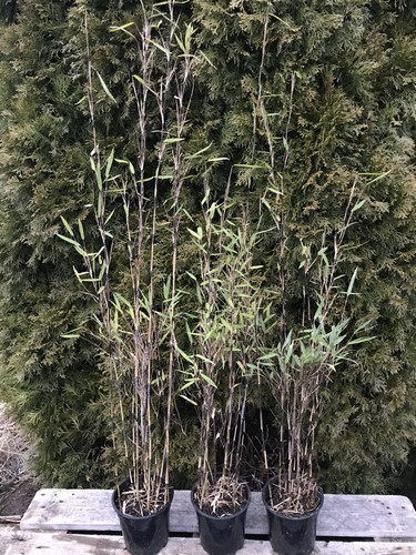 Bambus mrozoodporny (Fargesia nitida) Black Pearl Fargezja lśniąca c3 80-100cm 5