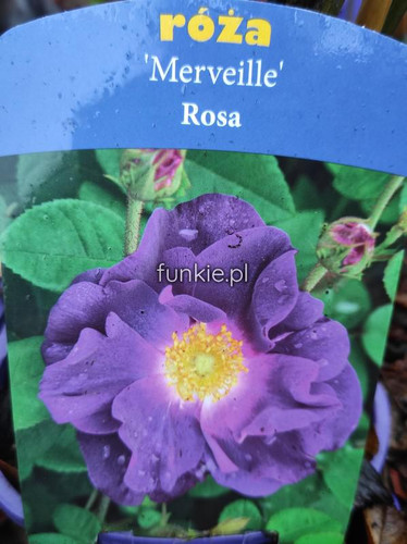 Róża krzewiasta (Rosa) Merveille 90-100 cm c2 1