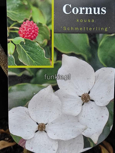 Dereń kousa (Cornus kousa) Schmetterling c4 100-120 cm 2