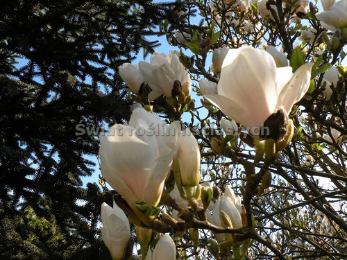 Magnolia pośrednia (Magnolia soulangeana) Alba Superba c12 90-150m 1