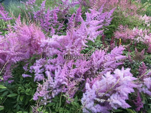 Tawułka japońska (Astilbe japonica) Amethyst c2 1