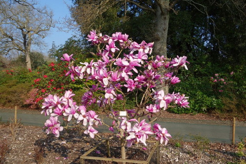 Magnolia Apollo c3 70-80cm 2