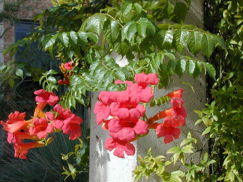 Milin amerykański (Campsis) Gabor - roślina pnąca 90-120cm 2
