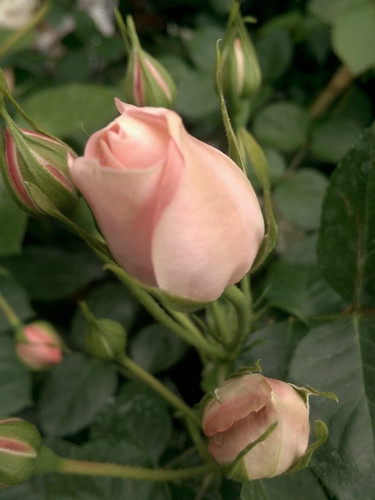 Róża rabatowa Carcassonne jasnoróżowa c4 60-70cm 3