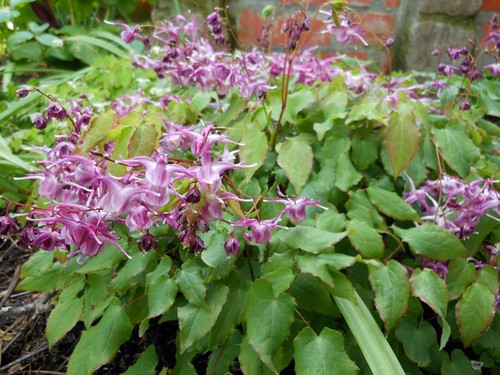 Epimedium wielkokwiatowe (Epimedium grandiflorum) Lilafee sadzonka 2