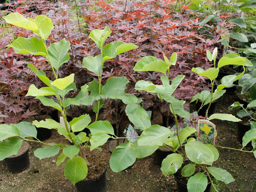 Magnolia Elizabeth - żółty rarytas c5 30-60 cm 7