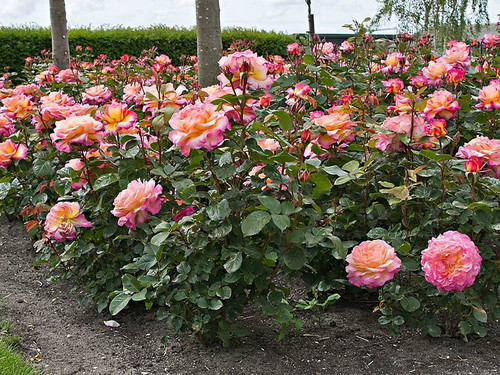 Róża herbaciana wielokwiatowa Gorgeous c4 60-70cm 1