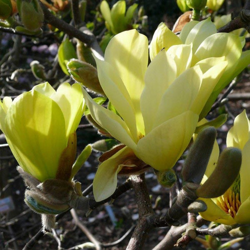 Magnolia Daphne rewelacyjna c5 100-120cm
