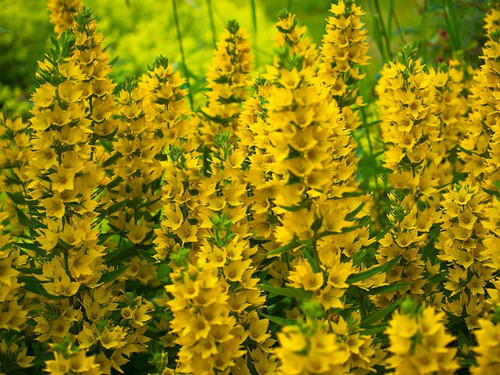 Tojeść kropkowana (Lysimachia punctata) sadzonka