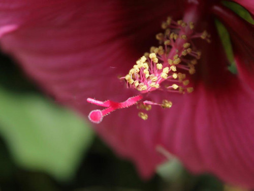 Hibiskus bylinowy (Hibiscus) Royal Gems sadzonka 3