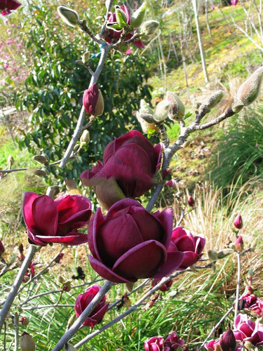 Magnolia Genie - powtarza kwitnienie c5 100-130 cm 1