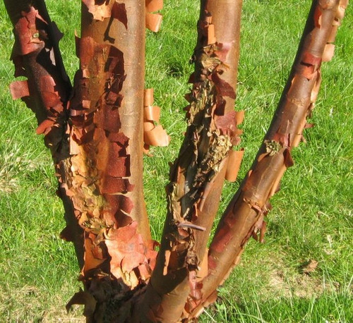 Klon strzępiastokory, cynamonowy (Acer griseum) c4 90-100cm  8