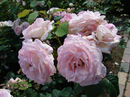 Róża parkowa Clair jasnoróżowa c4 100-120cm 1