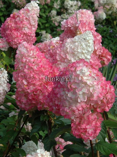 .Hortensja bukietowa (Hydrangea) Strawberry Bloosom c7,5 50-60cm 2