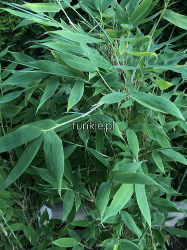 Bambus krzewiasty, paraslowaty (Fargesia murielae) Blue Lizard c7,5 70-100cm 4