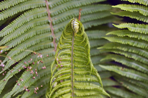 Pióropusznik strusi (Matteuccia struthiopteris) paproć sadzonka 5