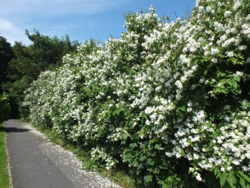 Jaśminowiec (Philadelphus) Bouquet Blanc c2 50-70cm 1